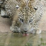 Wilpattu National Park Ticket with jeep safari & Transfers - The Itinerary in Detail: What Can You Expect?