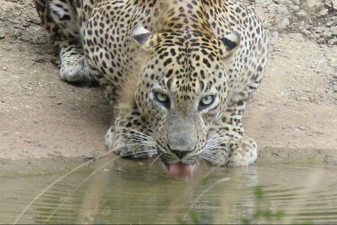 Wilpattu National Park Ticket with jeep safari & Transfers - The Itinerary in Detail: What Can You Expect?