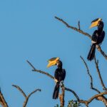 Wilpattu National Park Tour From Bentota With jeep SAFARI - The Itinerary in Detail