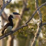 Wilpattu Safari Drive From Trincomalee, Nilaveli & Suburbs - What Makes This Tour Stand Out?