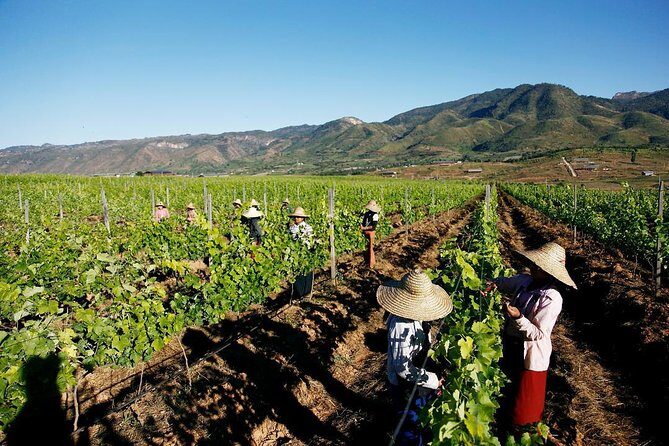 Wine Testing Tour in Taunggyi, Myanmar - FAQ
