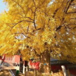 Xi'an Private Tour to Luoyang Longmen Grottoes & Shaolin Temple - Authentic Insights from Travelers