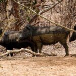 Yala National Park Entrance Ticket with Private Safari - The Itinerary in Detail: What to Expect
