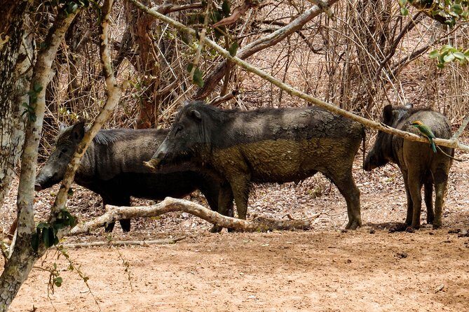 Yala National Park Entrance Ticket with Private Safari - The Itinerary in Detail: What to Expect