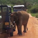 Yala national park half day safari from Colombo. - Who should consider this tour?