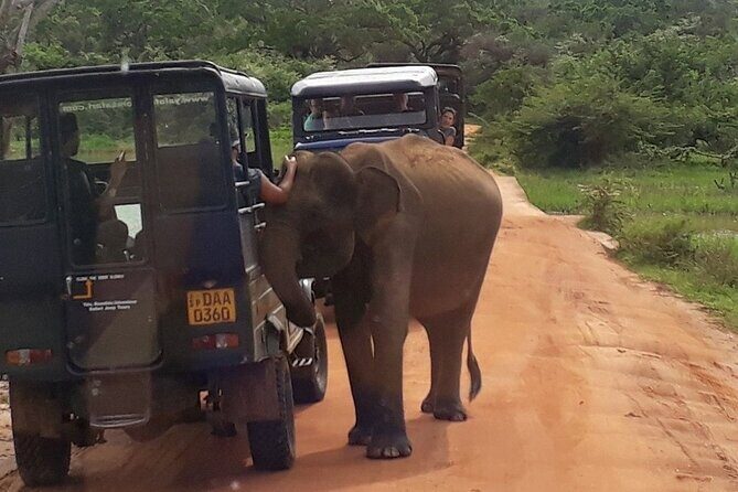 Yala national park half day safari from Colombo. - Who should consider this tour?