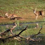 Yala National Park Jeep Safari - One Day Trip - The Sum Up