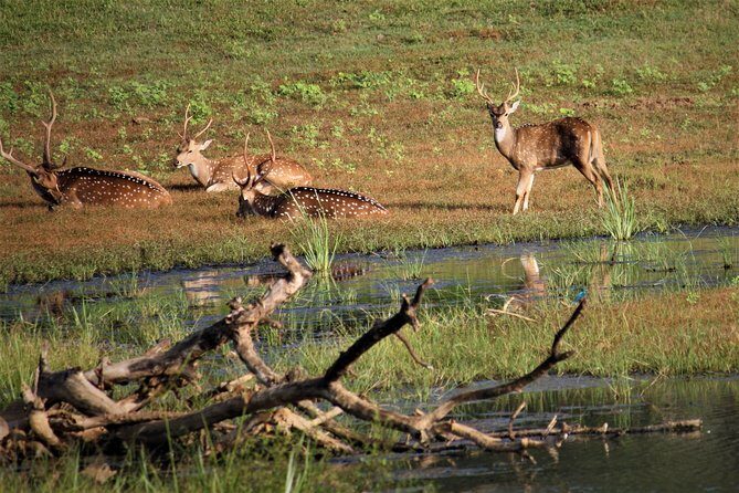 Yala National Park Jeep Safari - One Day Trip - The Sum Up