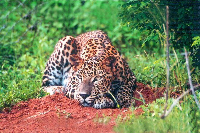Yala National Park Leopard Safari - Final Thoughts