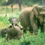 Yala National Park Private Safari with Naturalist - The Historical Context of Yala and Its Significance