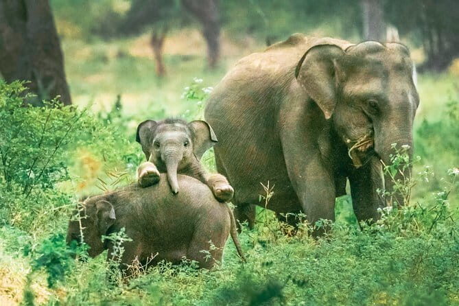 Yala National Park Private Safari with Naturalist - The Historical Context of Yala and Its Significance