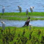 Yala National Park Safari from Ella - Pricing and Value