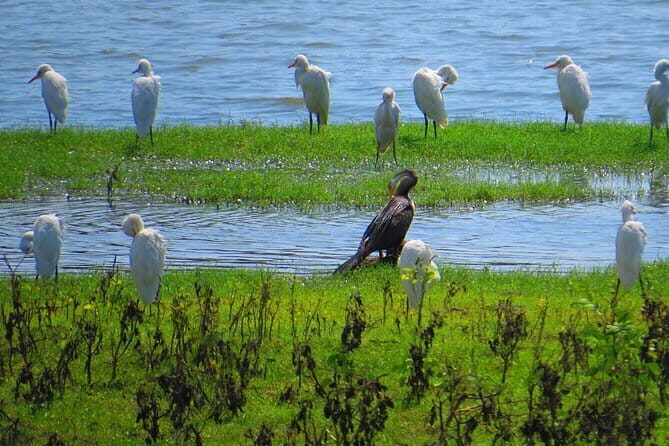 Yala National Park Safari from Ella - Pricing and Value