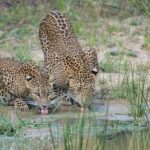 Yala National Park Safari | From Mirissa - Wildlife Viewing and Expectations