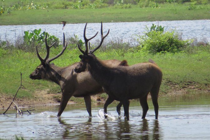 Yala National Park Safari from Mirissa - What Makes This Tour Stand Out