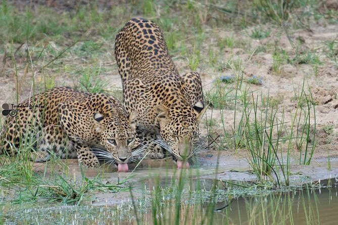 Yala National Park Safari | From Mirissa - Wildlife Viewing and Expectations