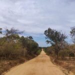 Yala National Park Safari from Talpe - Wildlife Viewing: What You’re Likely to See