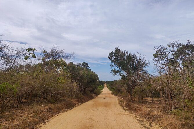 Yala National Park Safari from Talpe - Wildlife Viewing: What You’re Likely to See