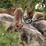 Yala National Park Safari from Tissamaharama - The Experience from Real Travelers