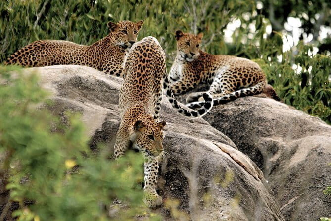 Yala National Park Safari from Tissamaharama - The Experience from Real Travelers