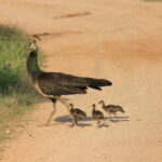 YALA National Park Safari with Transfer Hikkaduwa to Arugam Bay - What the Reviews Say