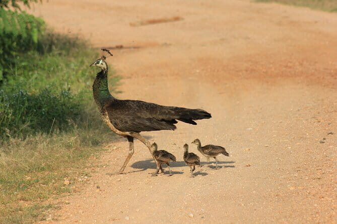 YALA National Park Safari with Transfer Hikkaduwa to Arugam Bay - What the Reviews Say