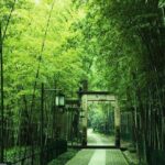 Yunxi Bamboo Forest and West Lake Private Day Tour with Tea Plantation Experience - Practical Details and Value