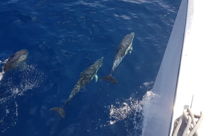 2hrs Dolphins Sunset Sailing Cruise With Drink - FAQs