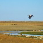 3-Hour Boat Tour in Ria Formosa on Olhão Algarve - Why This Tour Works for Travelers