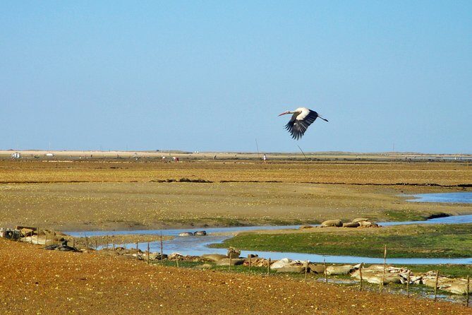 3-Hour Boat Tour in Ria Formosa on Olhão Algarve - Why This Tour Works for Travelers
