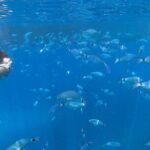 3 Hours Aquarium and Margaritas Islands Excursion - The Review from Travelers: Authentic Insights