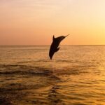 3hours all inclusive Sunset&Dolphin Tour from Medulin on Sandra - The Itinerary Breakdown: What You Can Expect