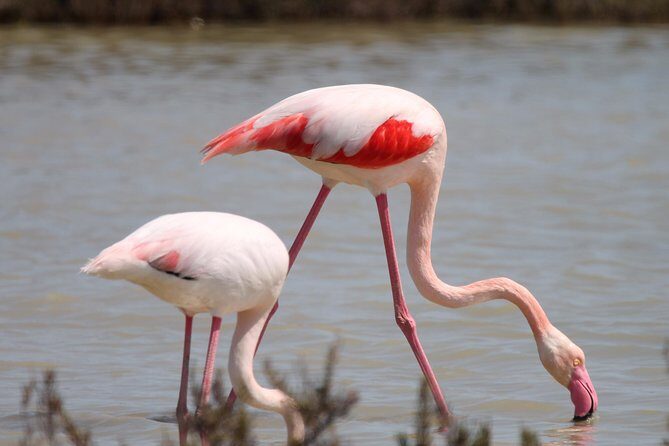 4x4 Camargue Safari 4h - Departure from Arles - Why This Tour Could Be Your Best Choice