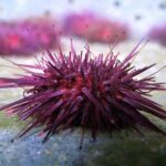 Abalone farm tour and tasting with coastal seaweed walk. Guided. 2 hours - Authentic Experiences and Real User Insights