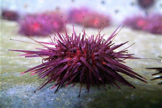 Abalone farm tour and tasting with coastal seaweed walk. Guided. 2 hours - Authentic Experiences and Real User Insights