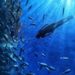 Afrikat Afternoon Cruise - Final Thoughts