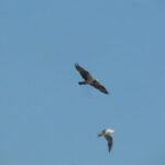 Afternoon birdwatching at Lagoa dos Salgados - FAQs