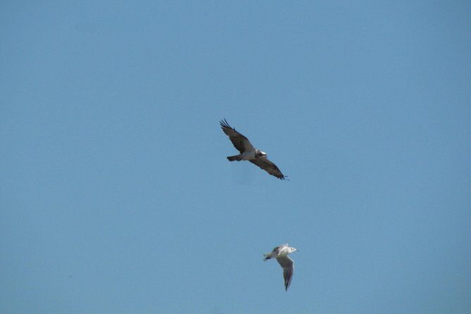 Afternoon birdwatching at Lagoa dos Salgados - FAQs