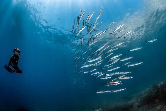 Afternoon snorkelling guided by a marine biologist in Sorrento - Group Size and Atmosphere