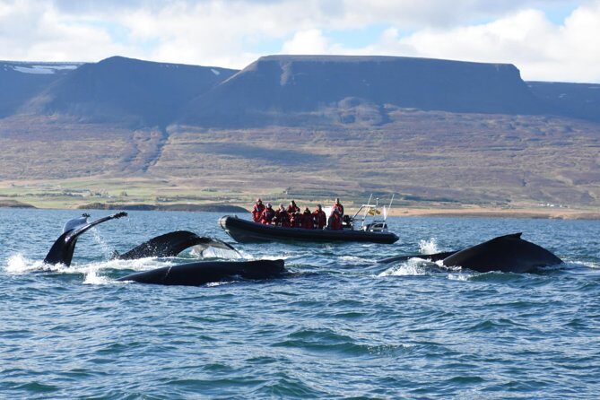 Akureyri Express Whale Watching by RIB boat - The Route and What to Expect