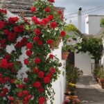 Alberobello Half- Day Tour with extravergine olive oil and Liquores tasting. - The Itinerary: What to Expect