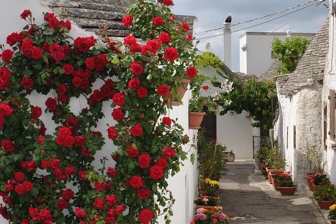 Alberobello Half- Day Tour with extravergine olive oil and Liquores tasting. - The Itinerary: What to Expect