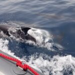 Albufeira: Dolphins and Caves Tour - Who Will Love This Tour?