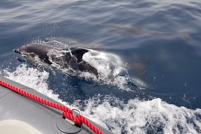 Albufeira: Dolphins and Caves Tour - Who Will Love This Tour?