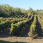 Alicante: Historic Winery Guided Tour + Wine Tasting / Private Transport - An Authentic Journey Through Alicante’s Wine Heritage