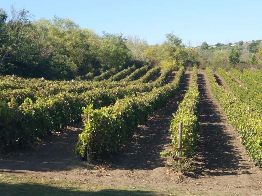 Alicante: Historic Winery Guided Tour + Wine Tasting / Private Transport - An Authentic Journey Through Alicante’s Wine Heritage