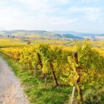 Alsace Wine Route Wineries & Tasting Small Group Guided Tour from Strasbourg - Itinerary Breakdown