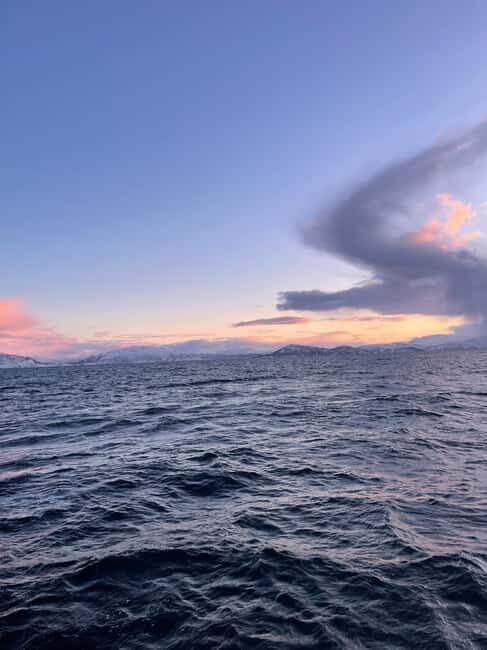 Arctic Whale Watching: Tromsø to Skjervøy in Comfort - The Practical Side: Whats Included & What to Bring