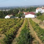 Arrábida culture, wine and gastronomic experience - Why This Tour Offers Great Value