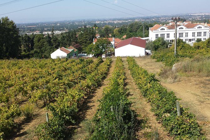 Arrábida culture, wine and gastronomic experience - Why This Tour Offers Great Value